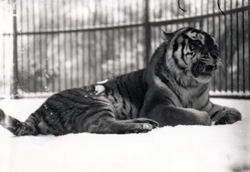 Siberian Tiger in the Snow